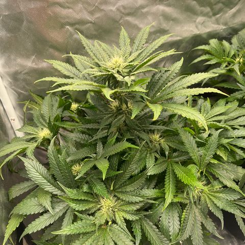 CDLC #2 growlog timeline photo