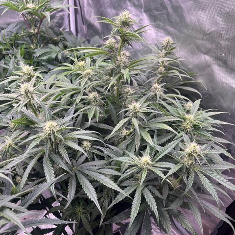 3BOG #1 growlog timeline photo
