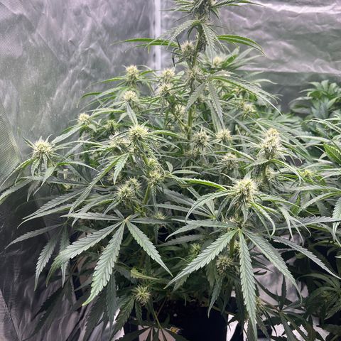 3BOG #2 growlog timeline photo