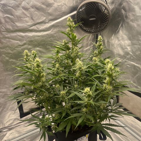 3BOG #1 growlog timeline photo