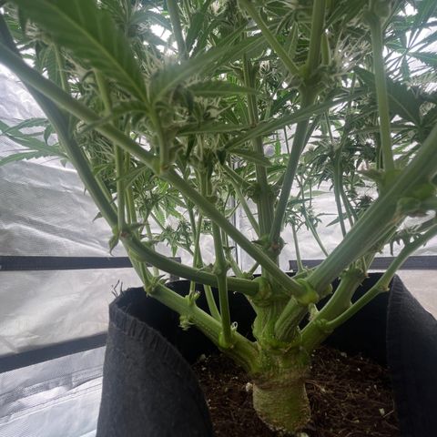 3BOG #1 growlog timeline photo