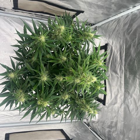 3BOG #1 growlog timeline photo