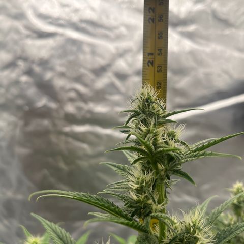 3BOG #1 growlog timeline photo