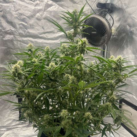 3BOG #2 growlog timeline photo