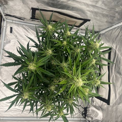 3BOG #2 growlog timeline photo