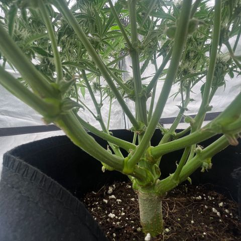 3BOG #2 growlog timeline photo