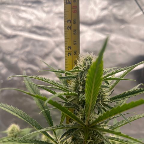 3BOG #2 growlog timeline photo
