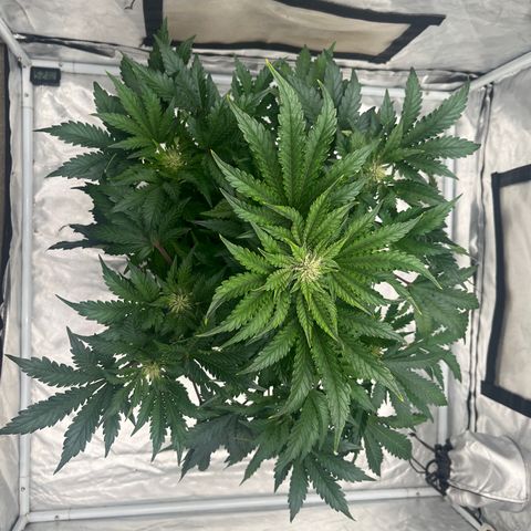 CDLC #1 growlog timeline photo