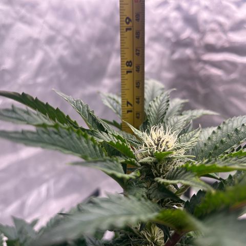 CDLC #1 growlog timeline photo