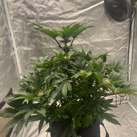 CDLC #1 growlog timeline photo