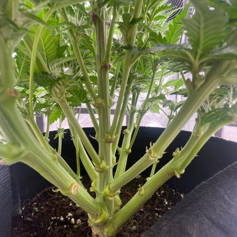 CDLC #1 growlog timeline photo