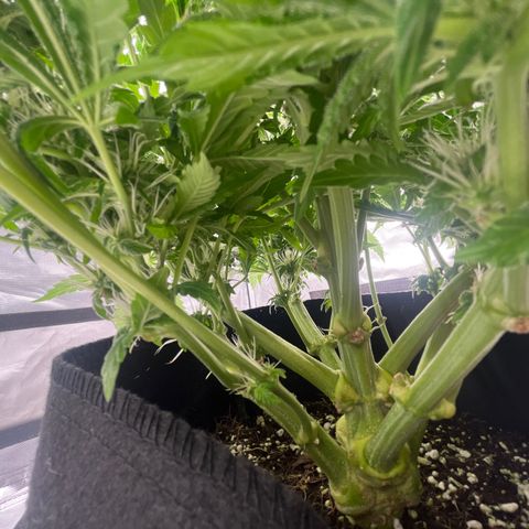 CDLC #2 growlog timeline photo