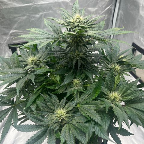 CDLC #2 growlog timeline photo