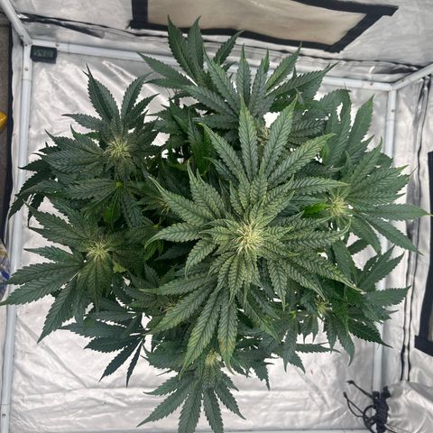 CDLC #2 growlog timeline photo