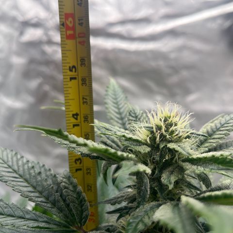 CDLC #2 growlog timeline photo