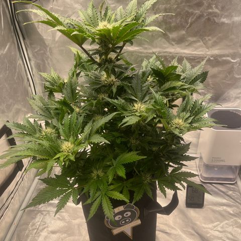 CDLC #1 growlog timeline photo