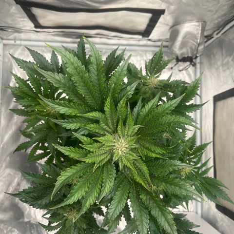 CDLC #1 growlog timeline photo