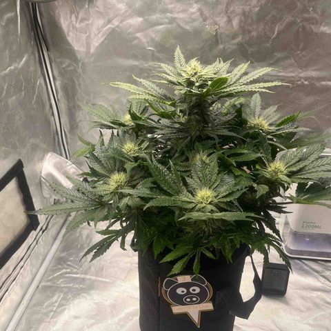 CDLC #2 growlog timeline photo