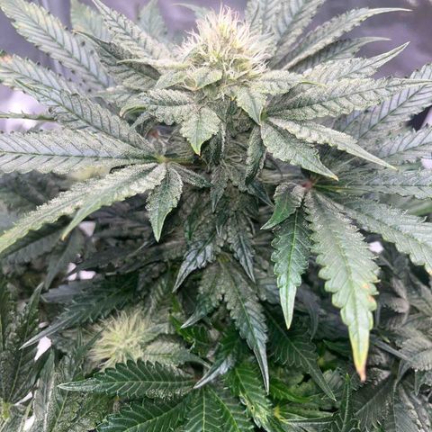 CDLC #2 growlog timeline photo