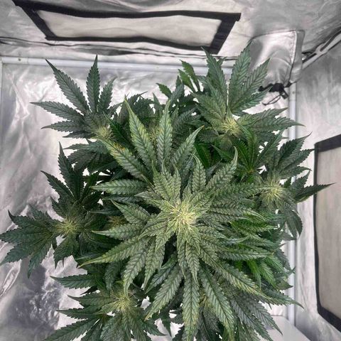 CDLC #2 growlog timeline photo