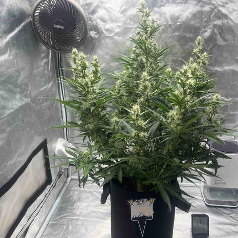 3BOG #1 growlog timeline photo