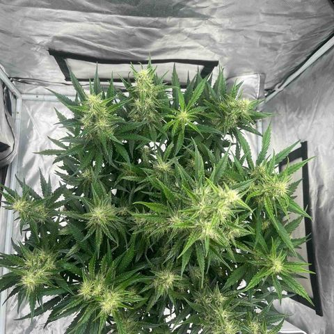 3BOG #1 growlog timeline photo