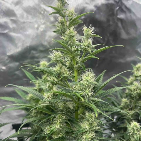 3BOG #1 growlog timeline photo