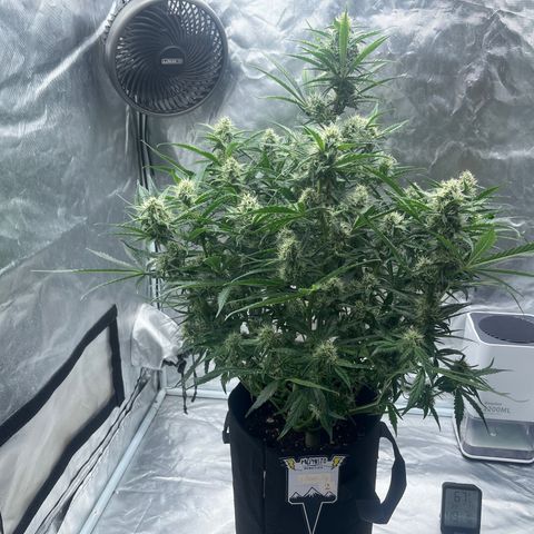 3BOG #2 growlog photo: The Star of the show. Super strong Tangy smell starting to form. 