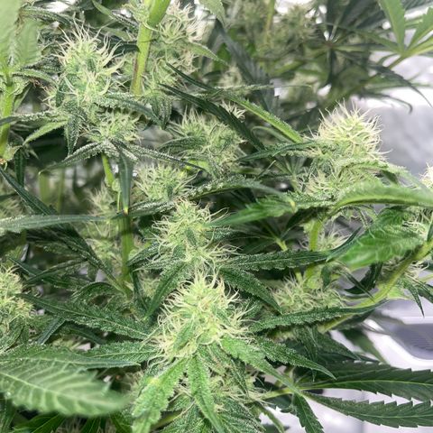 3BOG #2 growlog timeline photo