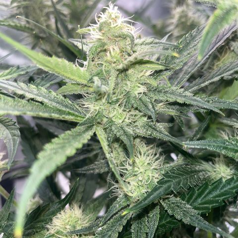 3BOG #2 growlog timeline photo