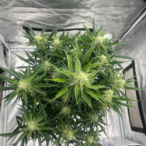 3BOG #2 growlog timeline photo