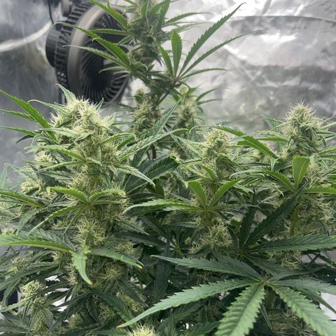 3BOG #2 growlog timeline photo