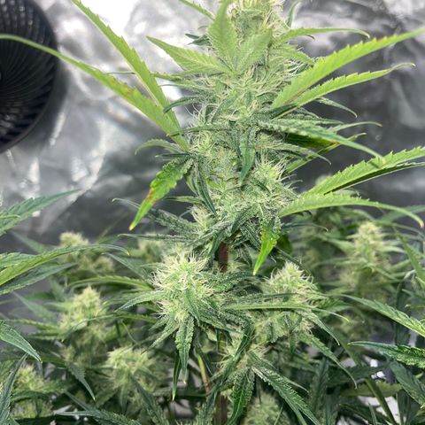 3BOG #2 growlog timeline photo