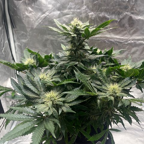 CDLC #2 growlog photo: Maturing into a Chem and gas smell. Super sticky! 