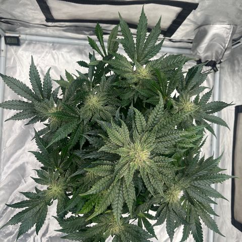 CDLC #2 growlog photo: Maturing into a Chem and gas smell. Super sticky! 