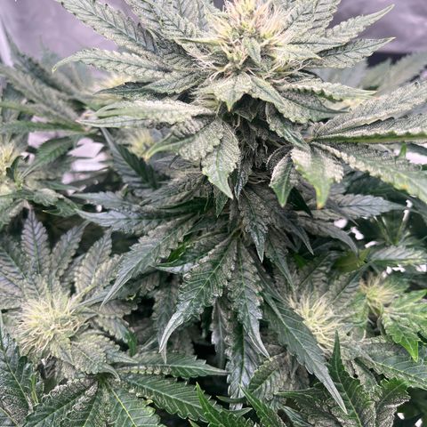 CDLC #2 growlog photo: Maturing into a Chem and gas smell. Super sticky! 