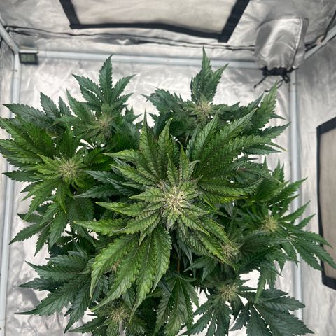 CDLC #1 growlog timeline photo