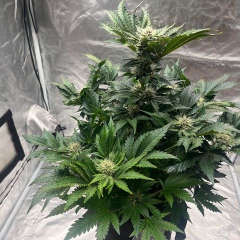 CDLC #1 growlog timeline photo