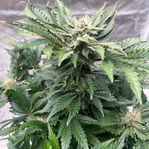 CDLC #1 growlog timeline photo