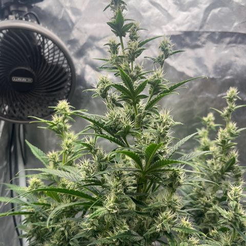 3BOG #1 growlog timeline photo
