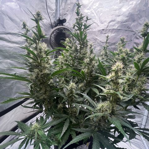 3BOG #1 growlog timeline photo