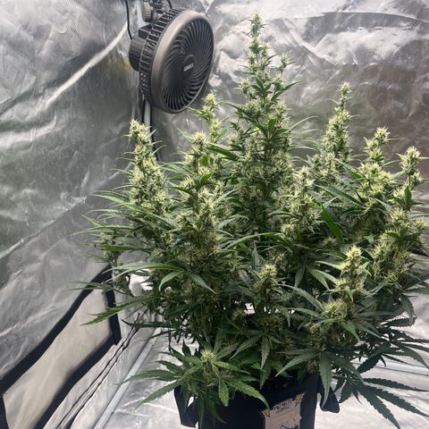 3BOG #1 growlog timeline photo