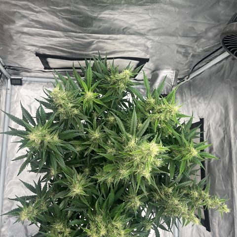 3BOG #1 growlog timeline photo