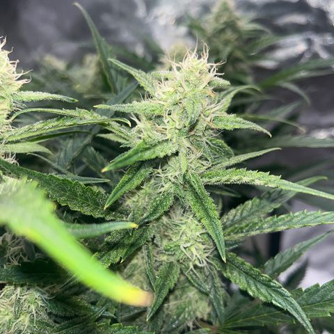 3BOG #2 growlog timeline photo
