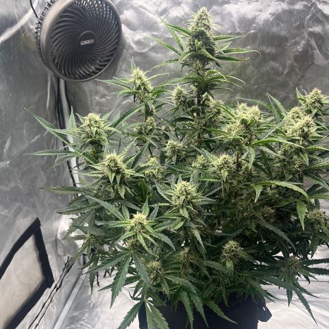3BOG #2 growlog timeline photo