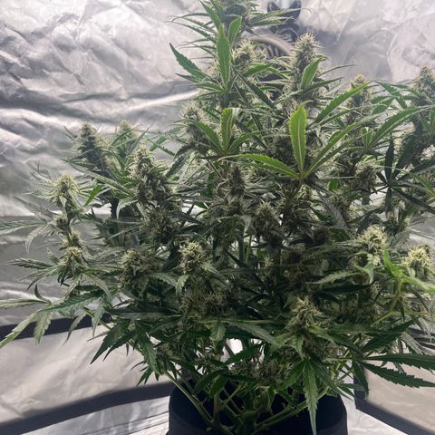3BOG #2 growlog timeline photo