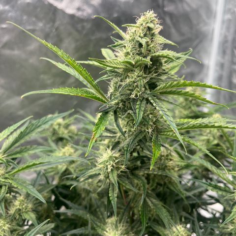3BOG #2 growlog timeline photo