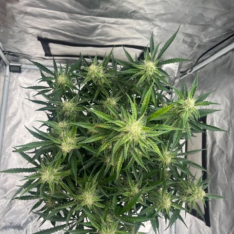 3BOG #2 growlog timeline photo