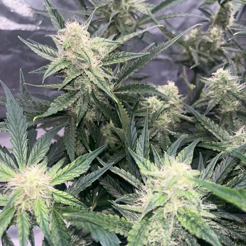 3BOG #2 growlog timeline photo