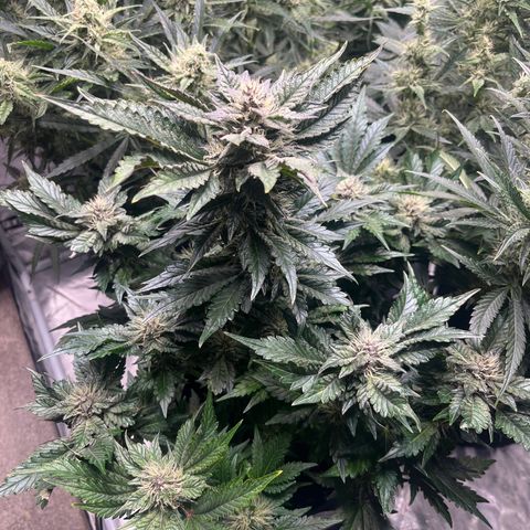 CDLC #1 growlog timeline photo